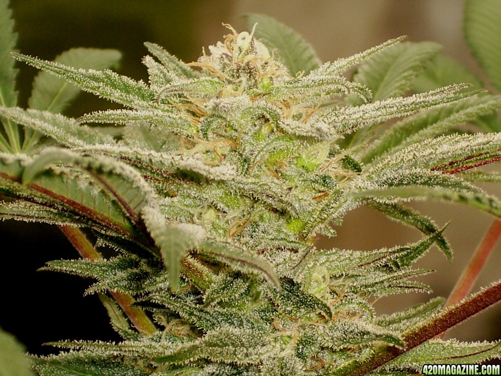 _Next_Generation_Grapefruit_Diesel