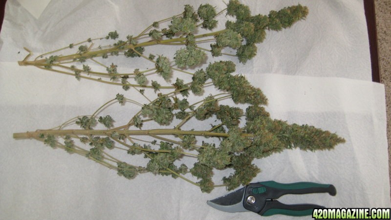 A Chronic Harvest