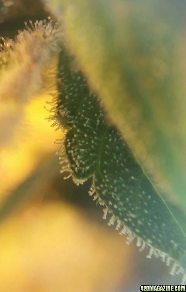 A close-up  Hawaiian Skunk