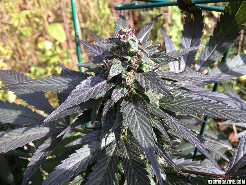 A couple bagseed girls out in the wild