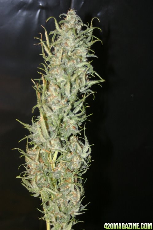 A Gardeners Bud