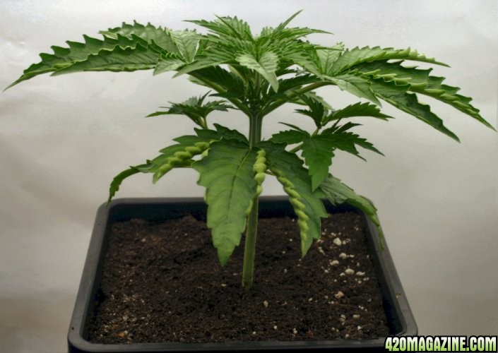 A Gardener's White Russian from seed @ day 19