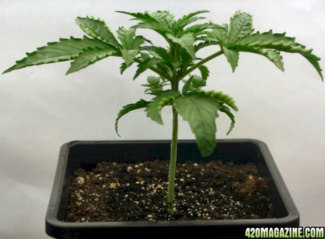 A Gardener's White Russian from seed @ day 19