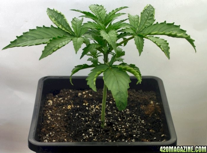 A Gardener's White Russian from seed @ day 19