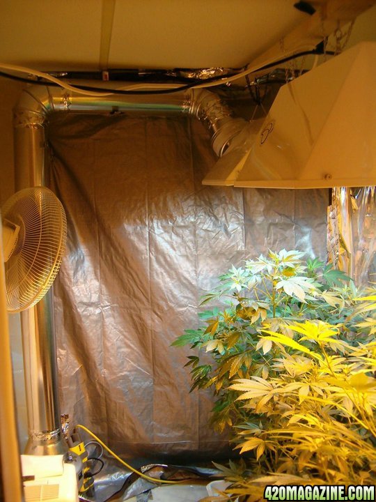 A grow room