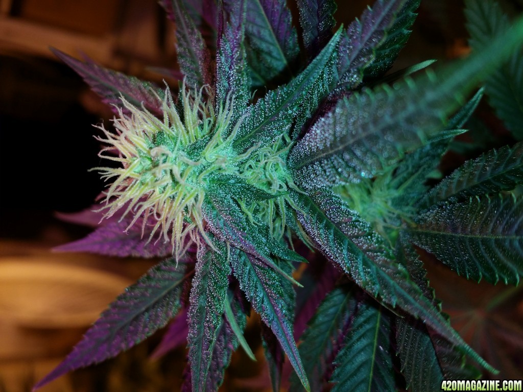 A happy Lush Light grown plant