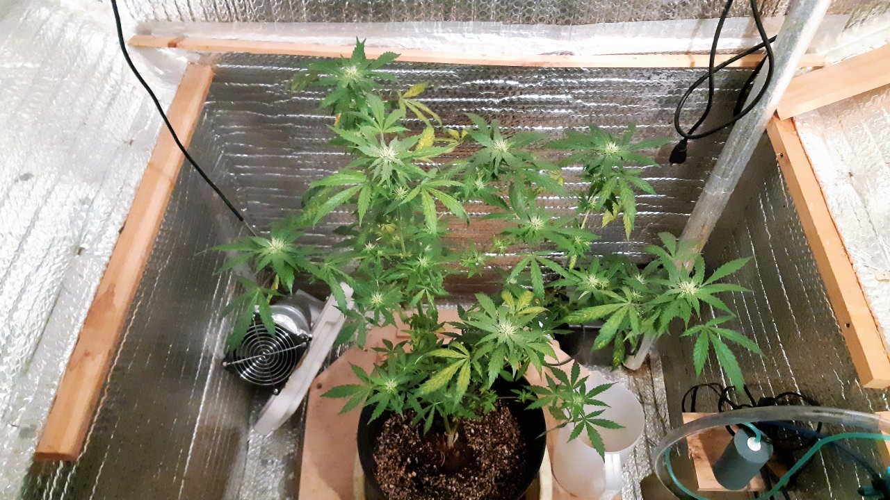 A hungary White Widow