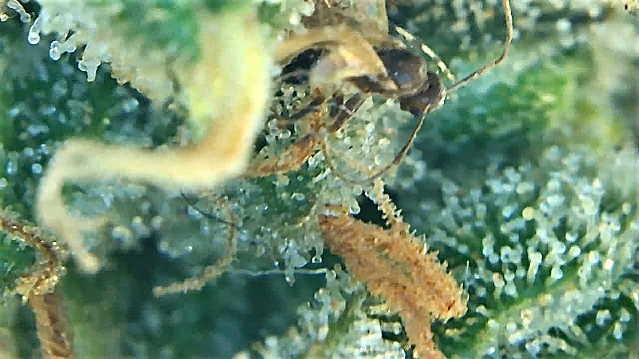 A little friend eating my trichomes.jpg