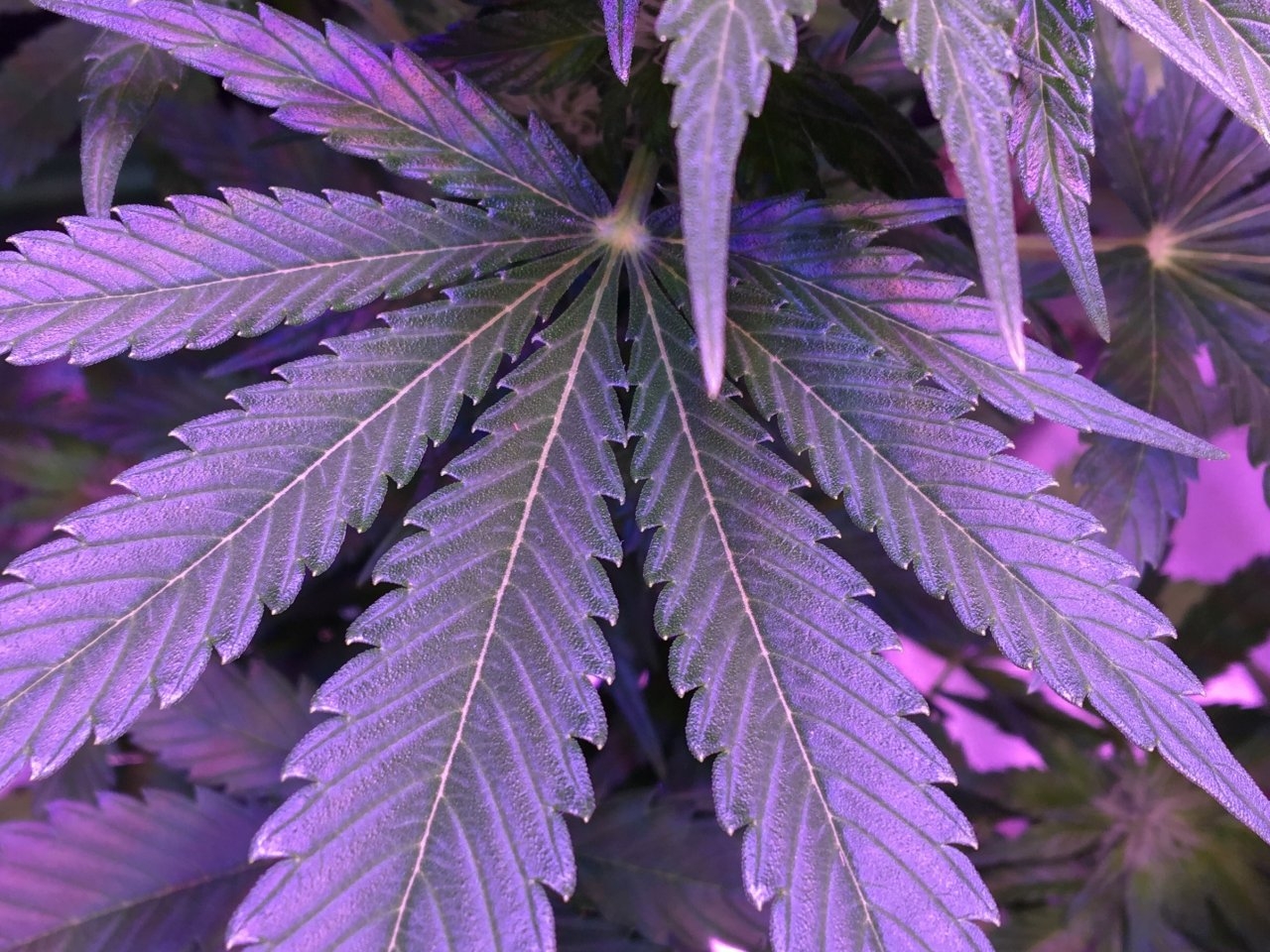 A little leaf porn