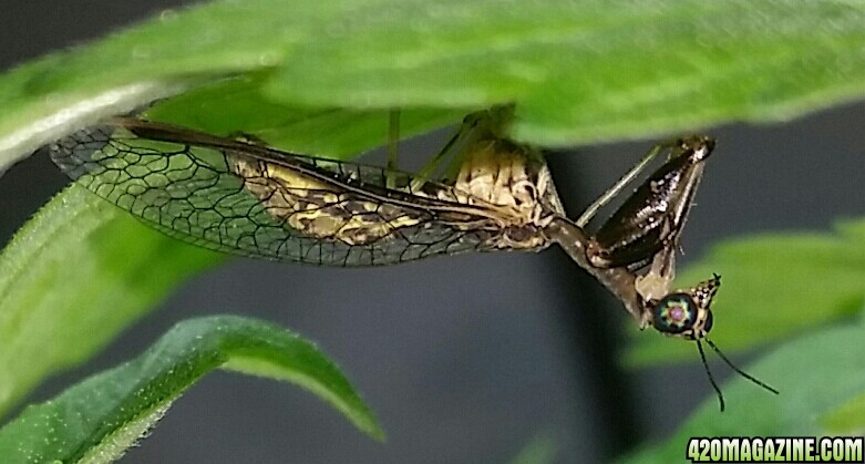 A Praying Mantis moved in