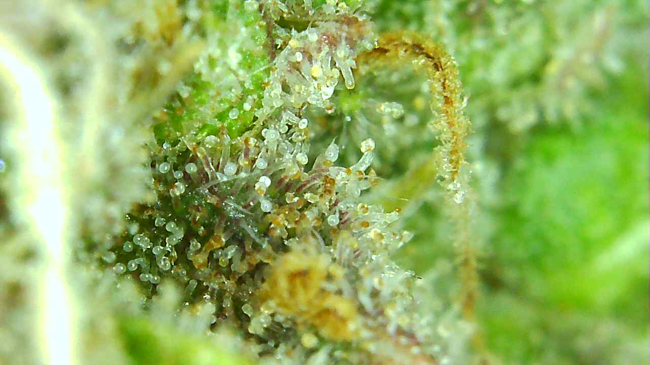 A Purple trich 1-25-22 Day 105.jpg