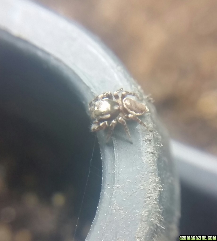 A spider defending my seedlings from gnats