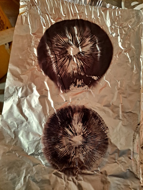 A+ spore print 10.jpg