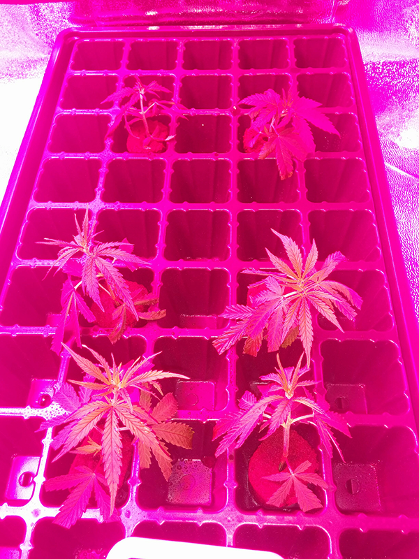 A48 &amp; WW Clones Day 2