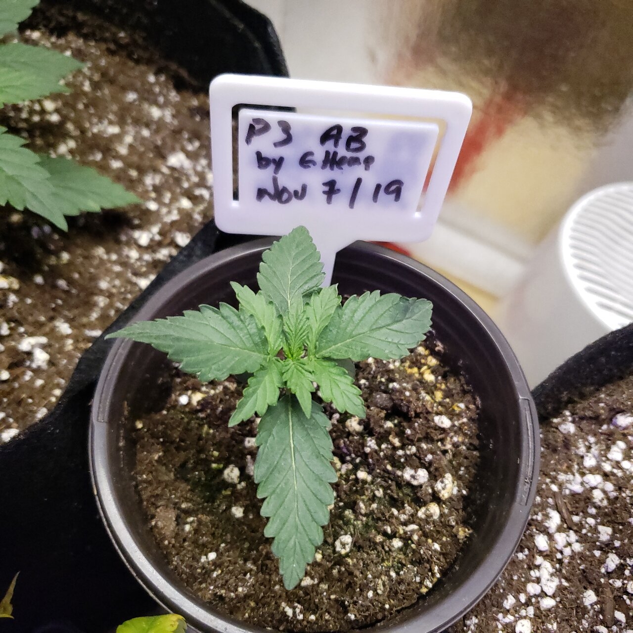 AB Auto found seed