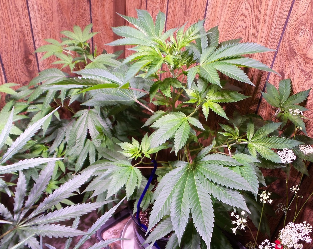 AB clone1 38 days.jpg