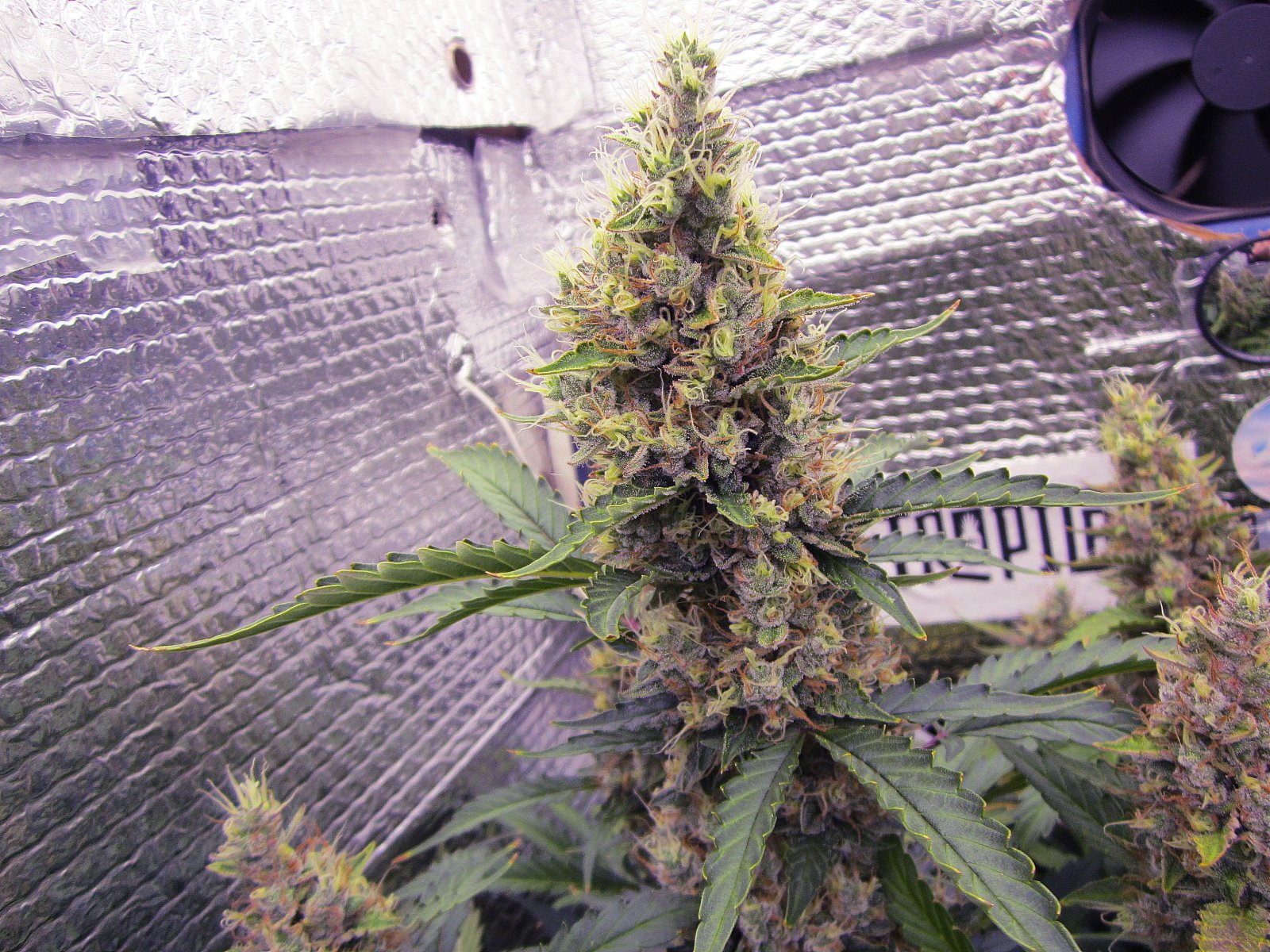 abbw bud 1.JPG