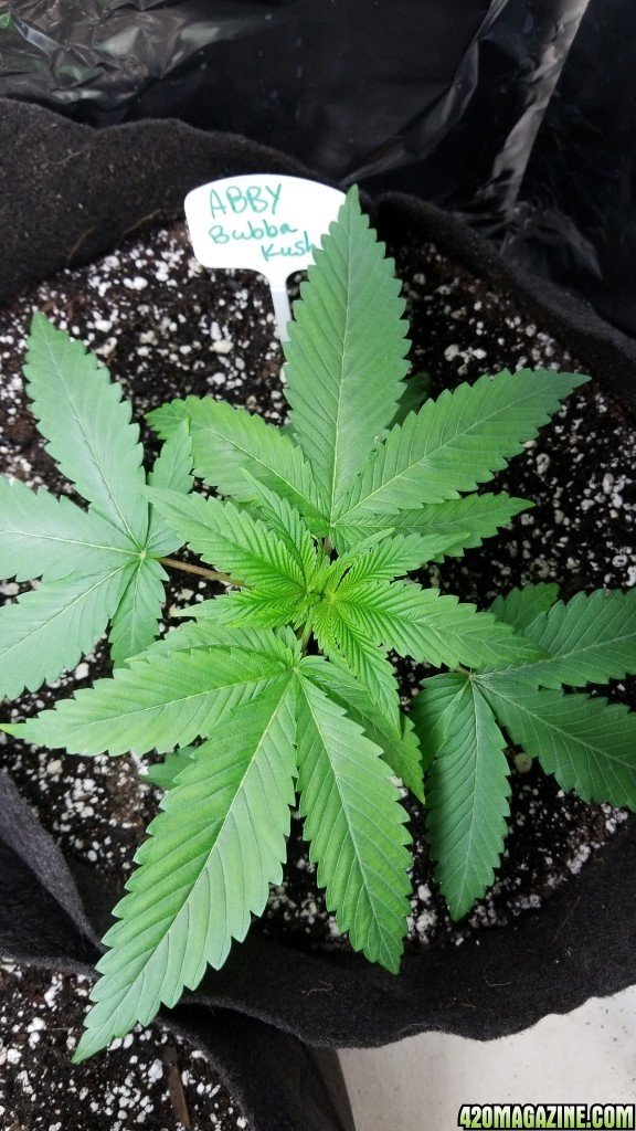 Abby; Bubba Kush; GreenThunder grow1