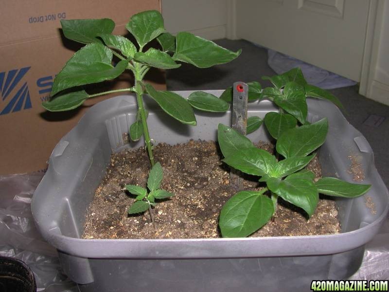 About 30 day Sunflowers