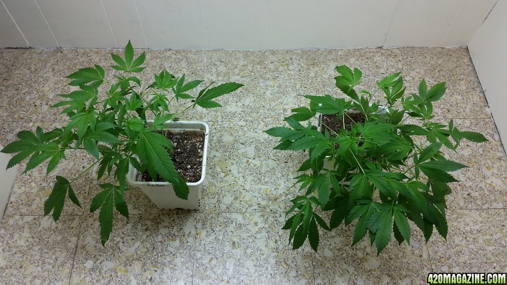 About one month Mob Boss (L) and Blue Dream (R)