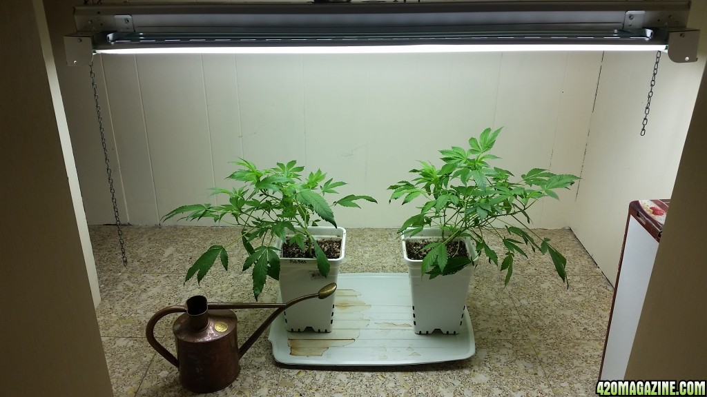 About one month Mob Boss (L) and Blue Dream (R)