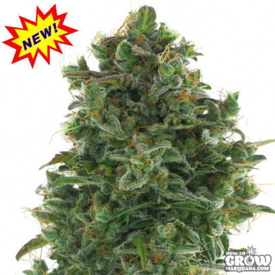 AC-Genetics-Turbo-Jack-Seeds.jpg