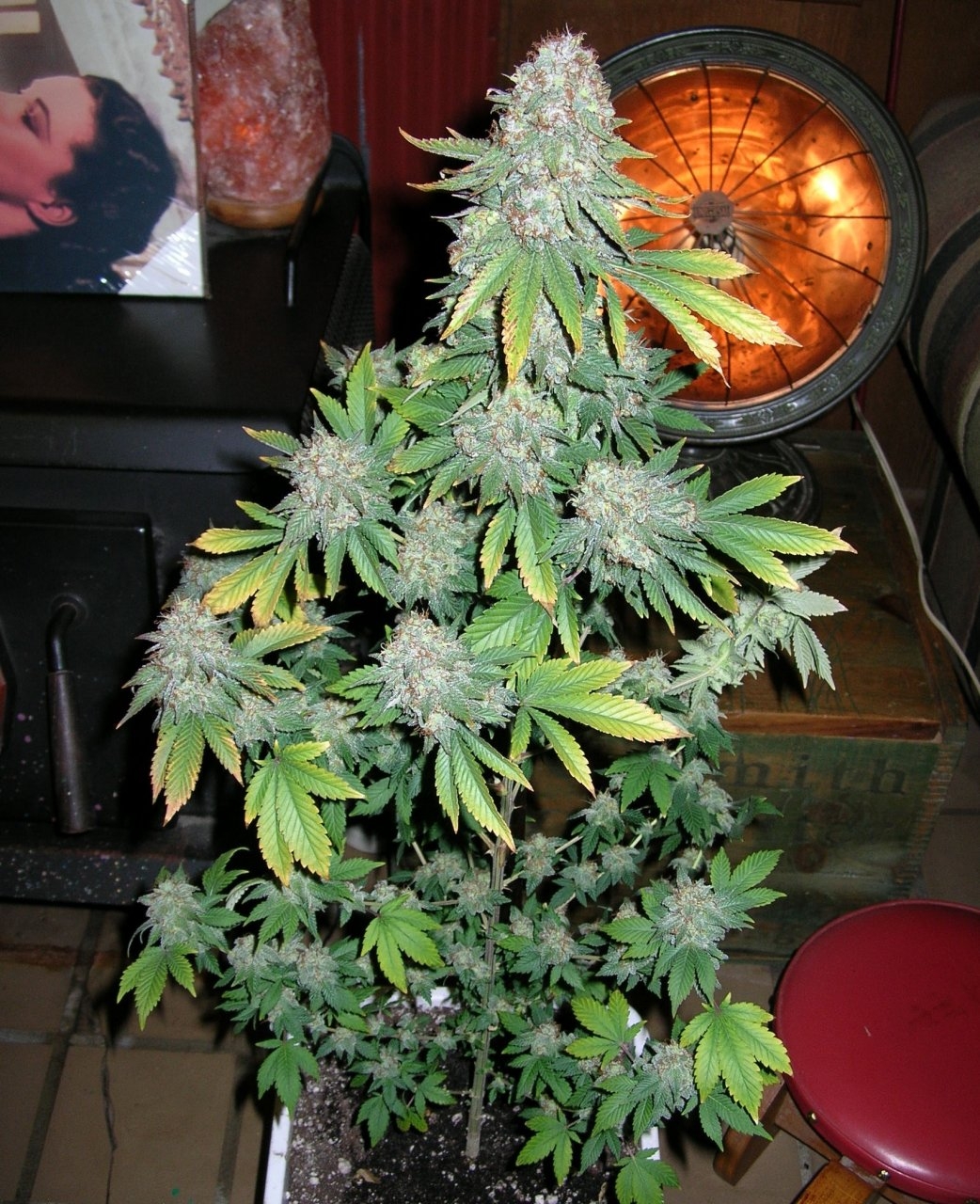 Acapulco Gold - 65 days