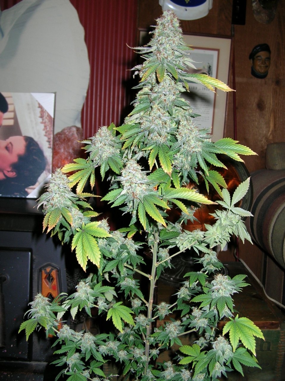 Acapulco Gold - 65 days