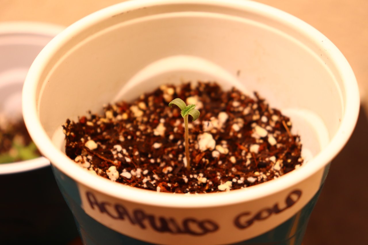 Acapulco Gold Fem. Elite #1 by Canuk Seeds-Day 2 of Sprouting-11/13/23