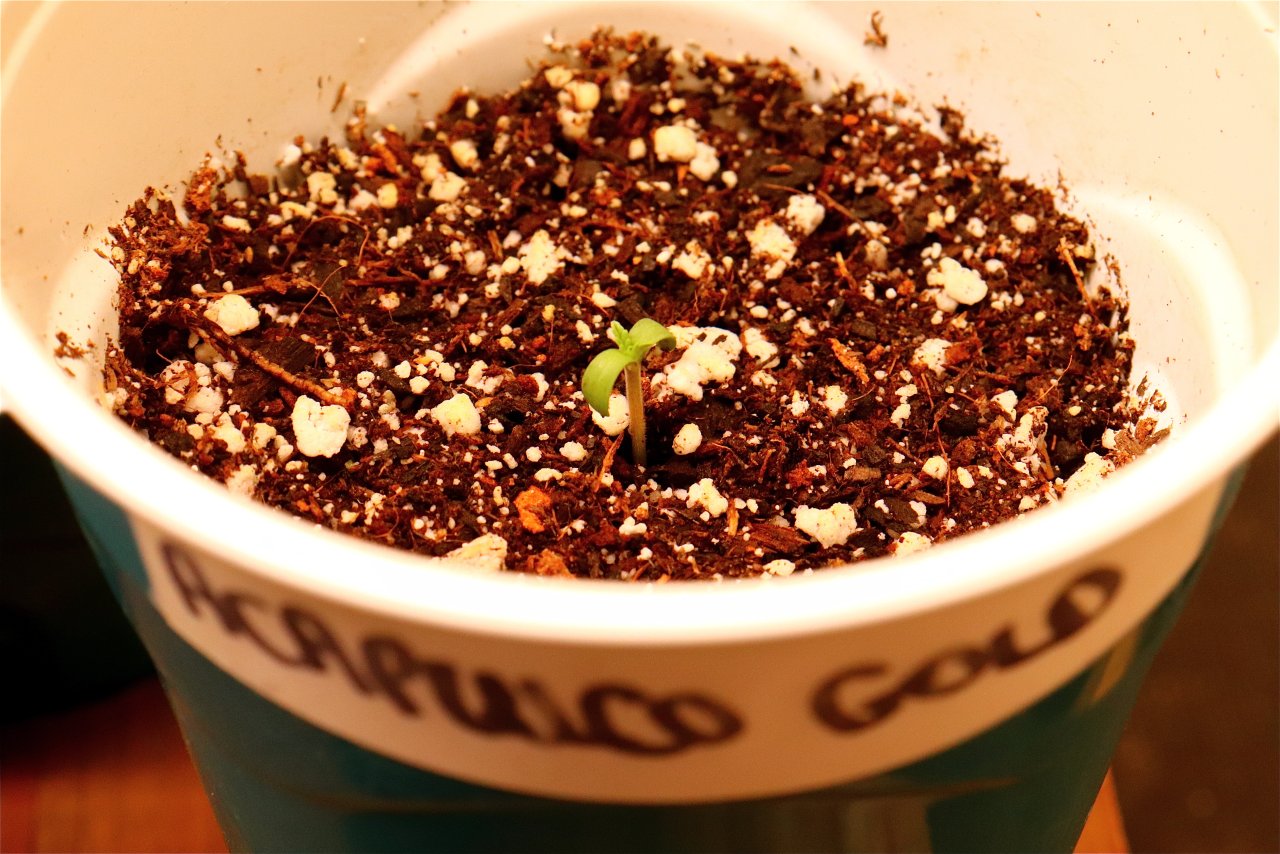 Acapulco Gold Fem. Elitie by Canuk Seeds-Day 1 of Sprouting-11/12/23