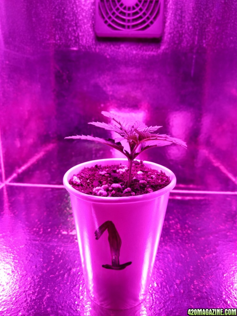 Acapulco Gold Grow