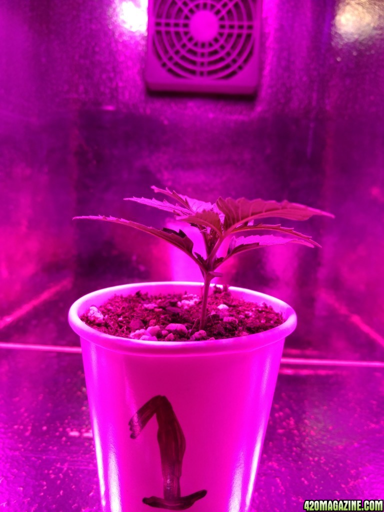 Acapulco Gold Grow