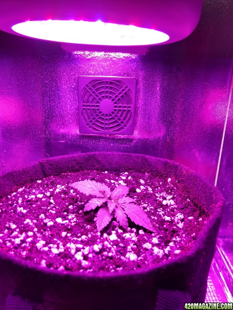 Acapulco Gold Grow