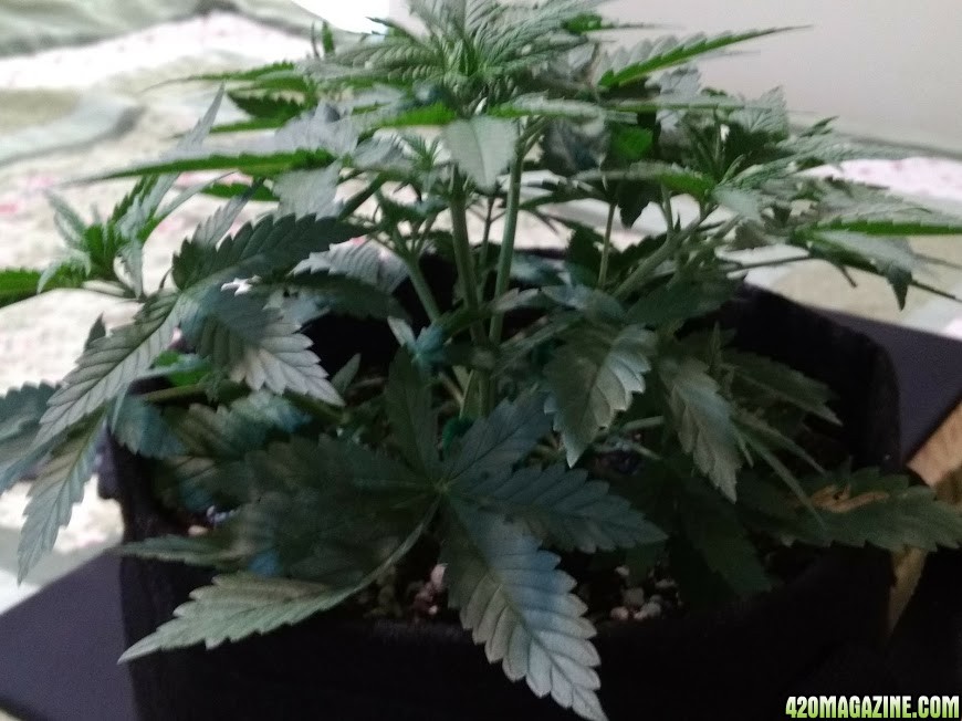 Acapulco Gold Grow