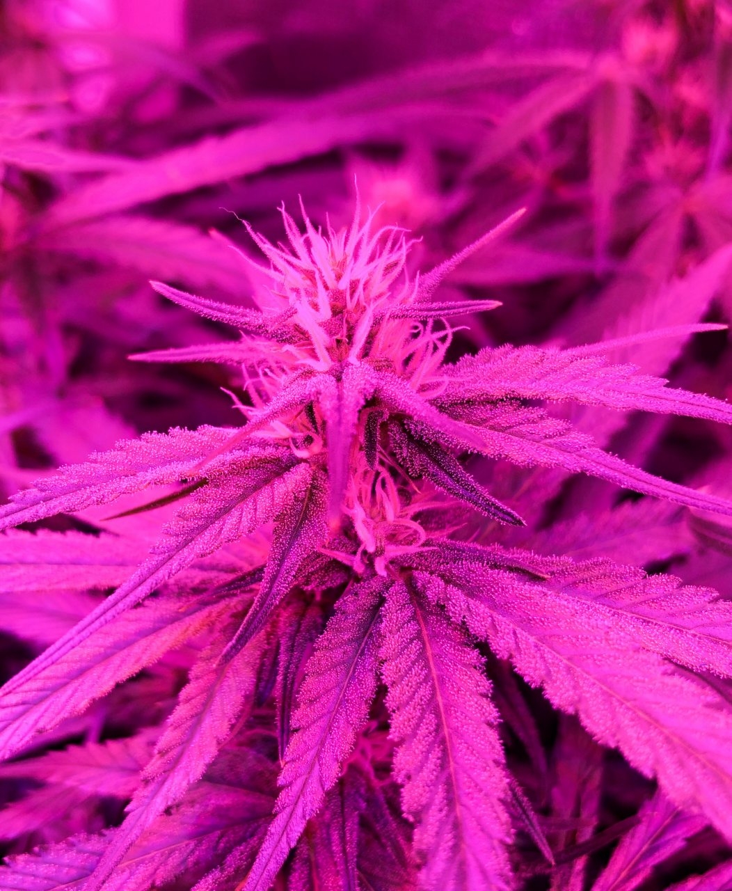 Acapulco week 3 flower