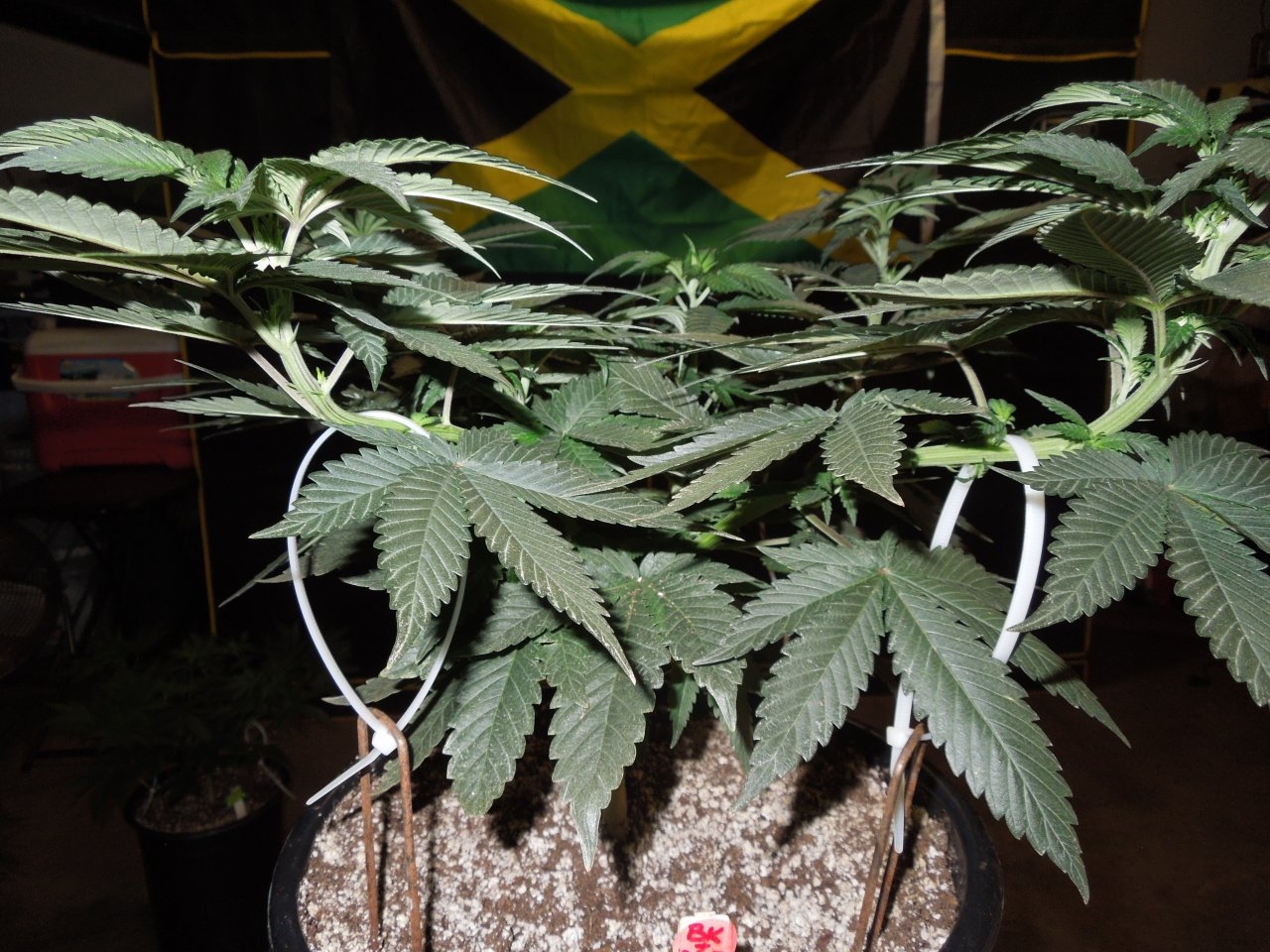 Ace Bubba Kush x Nepalese Jamaican profile veg day 43.jpg