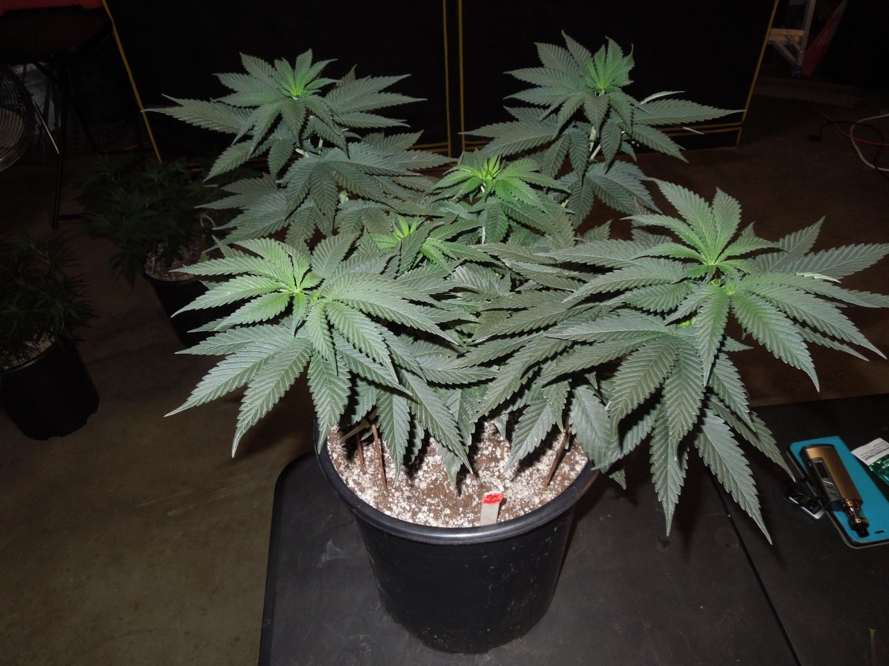 Ace Bubba Kush x Nepalese Jamaican veg day 43.jpg