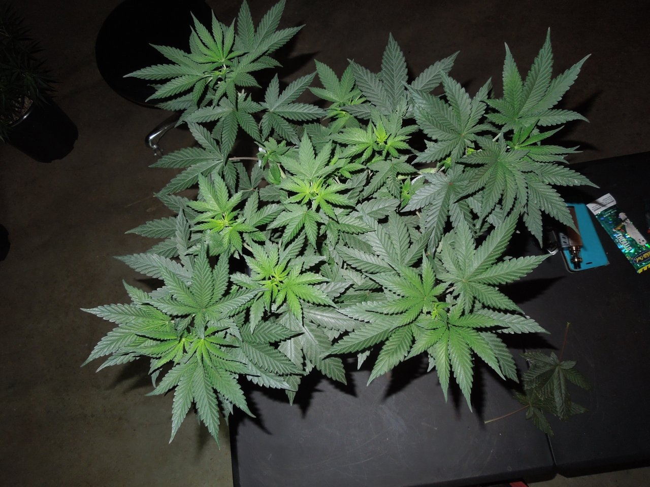 Ace Panama x Purple Pakistani Chitral Kush veg 43 canopy.jpg