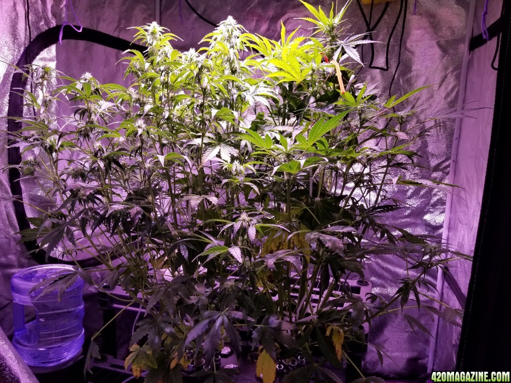 Aerogarden Day 49