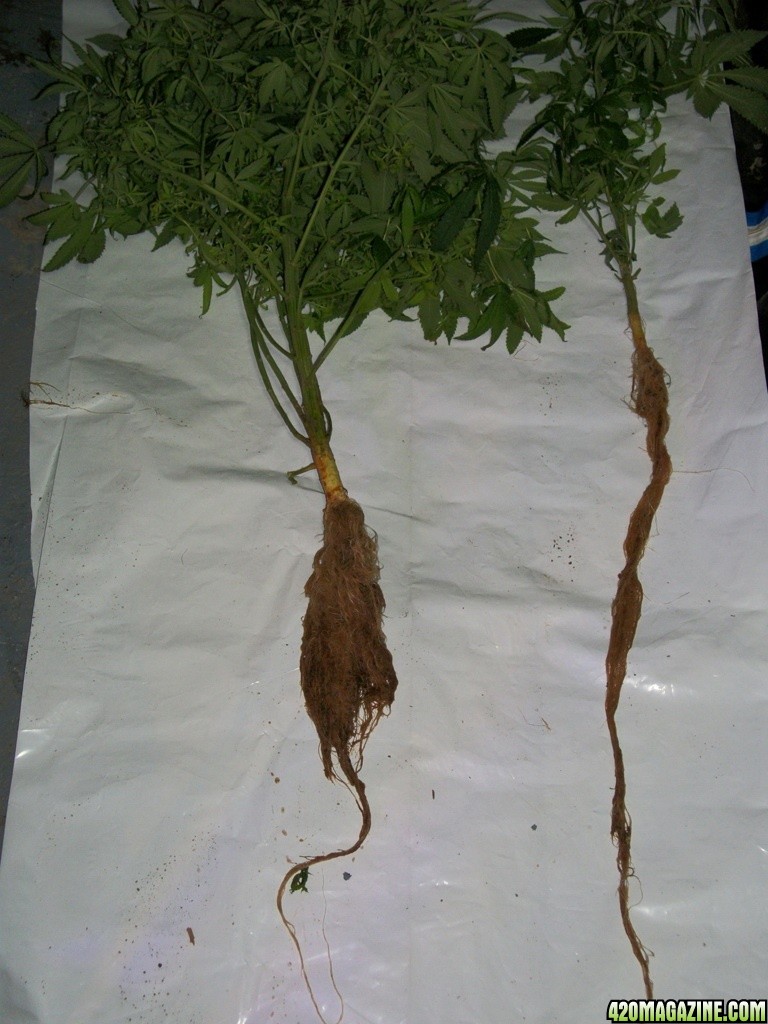 Aeroponic Grow System Male Cannabis Roots