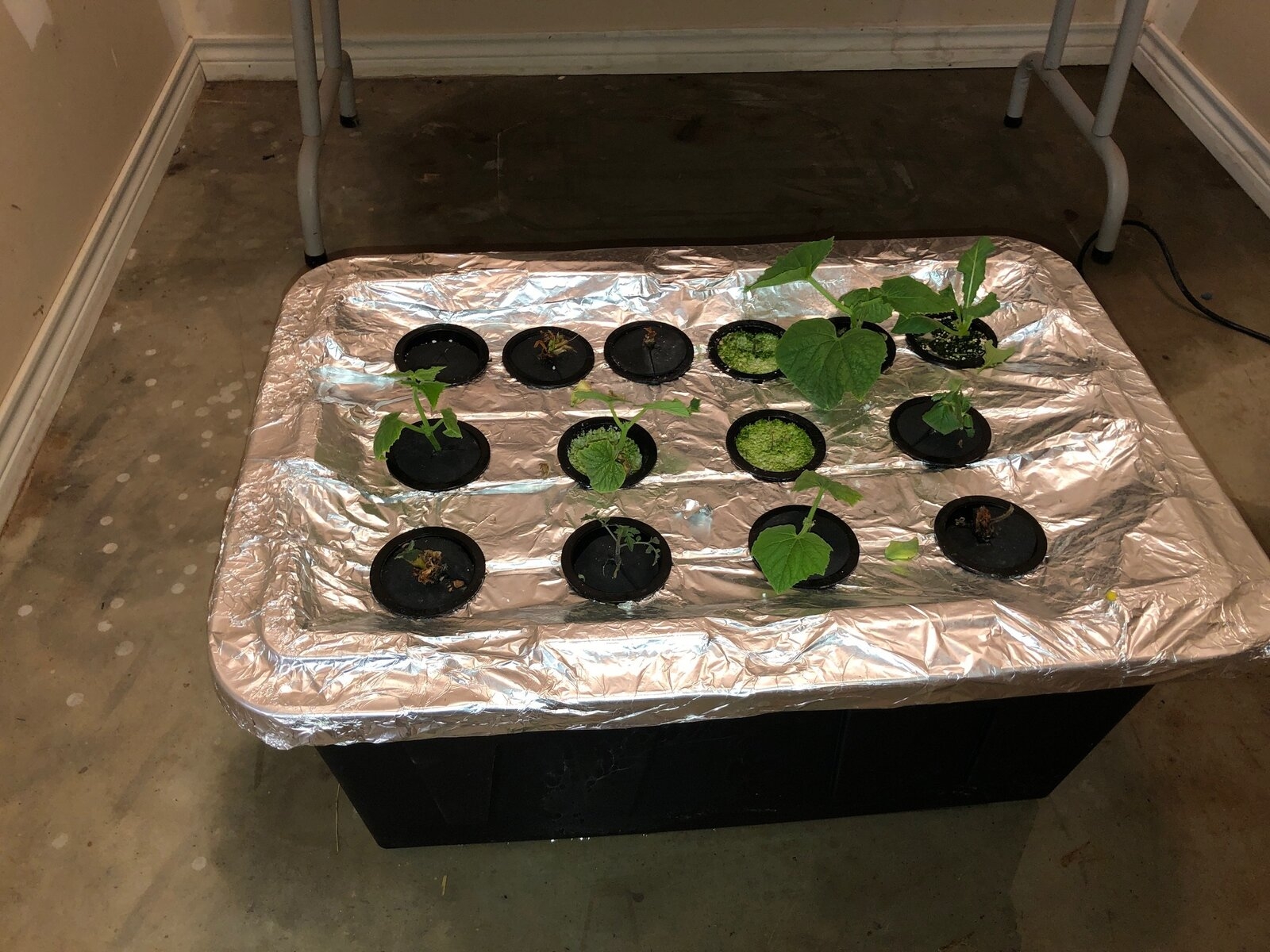 Aeroponics no light 001.jpg