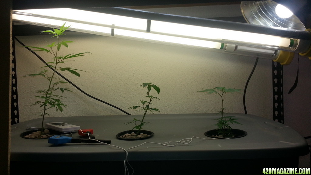 aeroponics