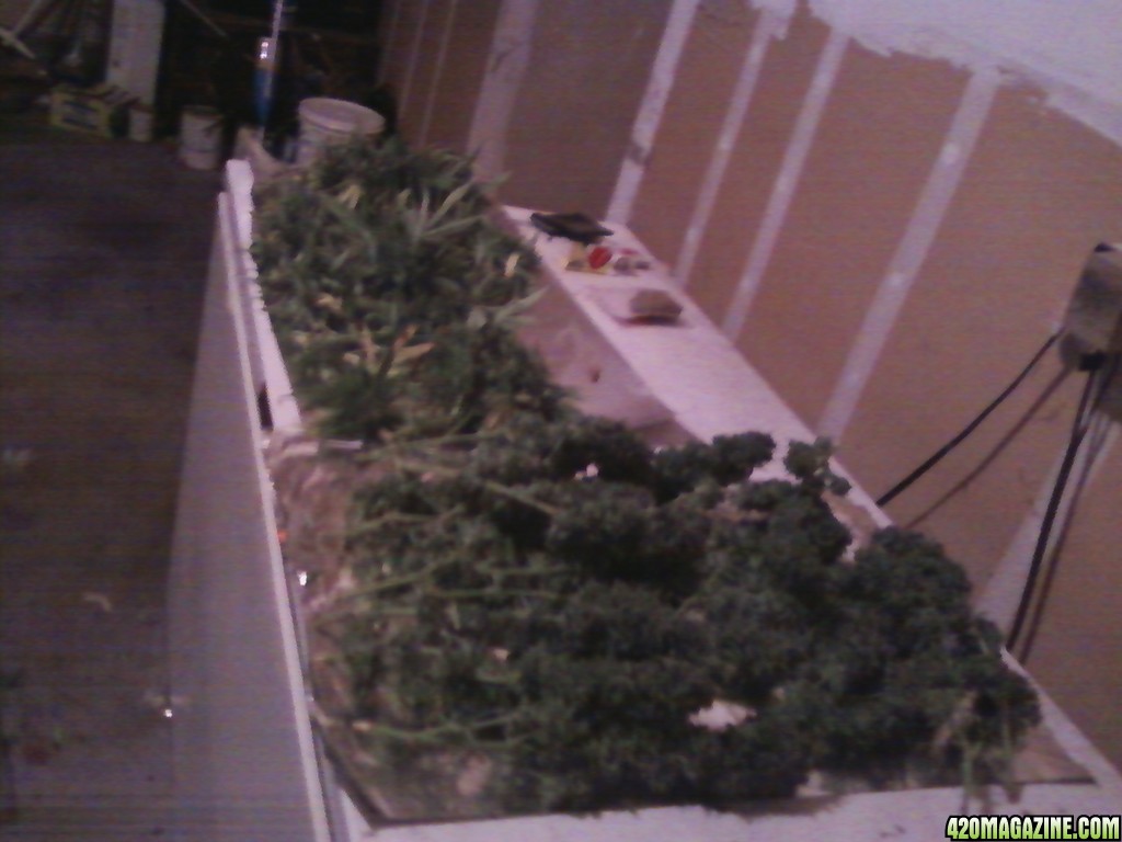 Afgan Kush trimming 1 2010