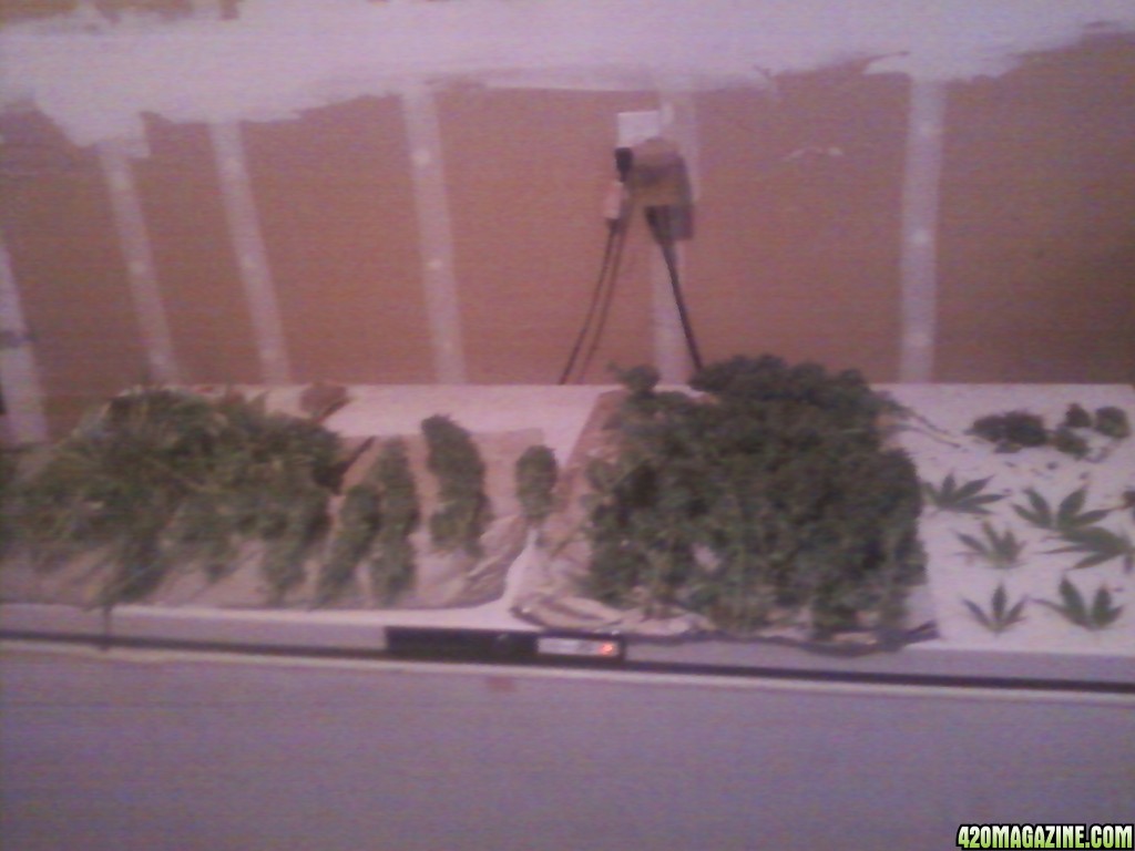 Afgan Kush trimming 2 2010