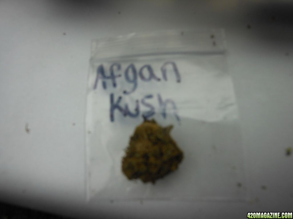 Afgan Kush