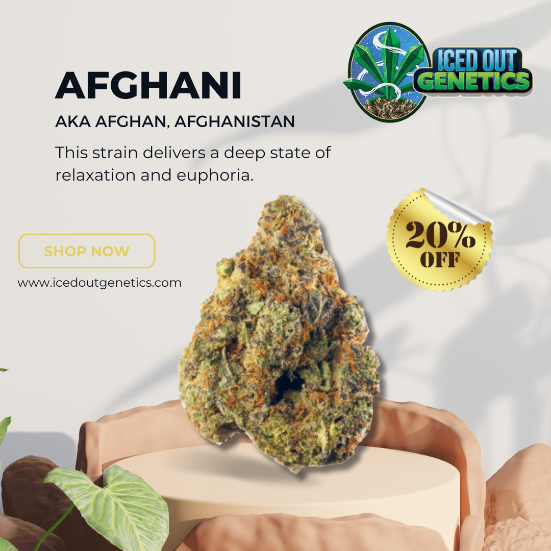 Afghan 1 2024 IOG.png