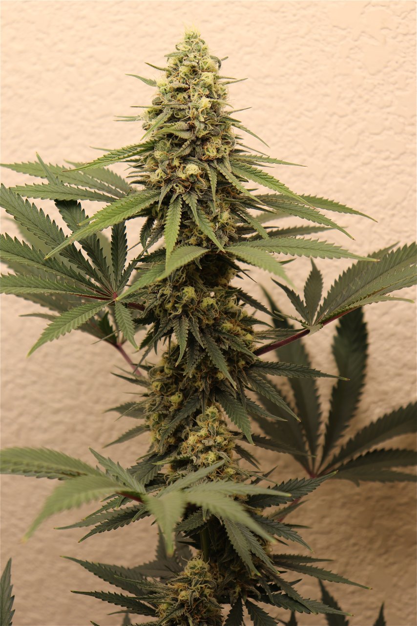 Afghan Hash Plant #2 by Canuk Seeds-Day 40 of Flowering-5/31/24