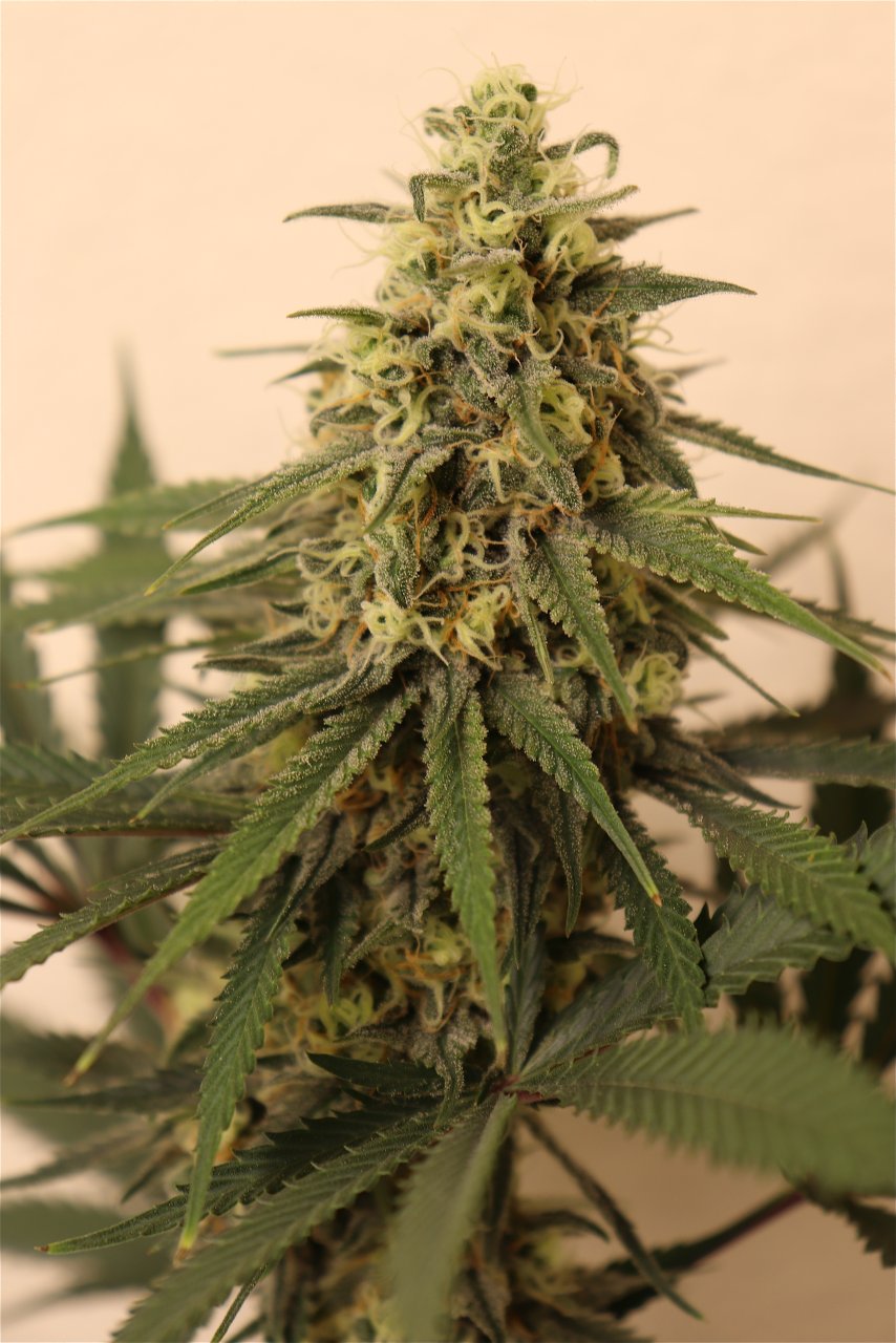 Afghan Hash Plant #2 by Canuk Seeds-Day 40 of Flowering-5/31/24