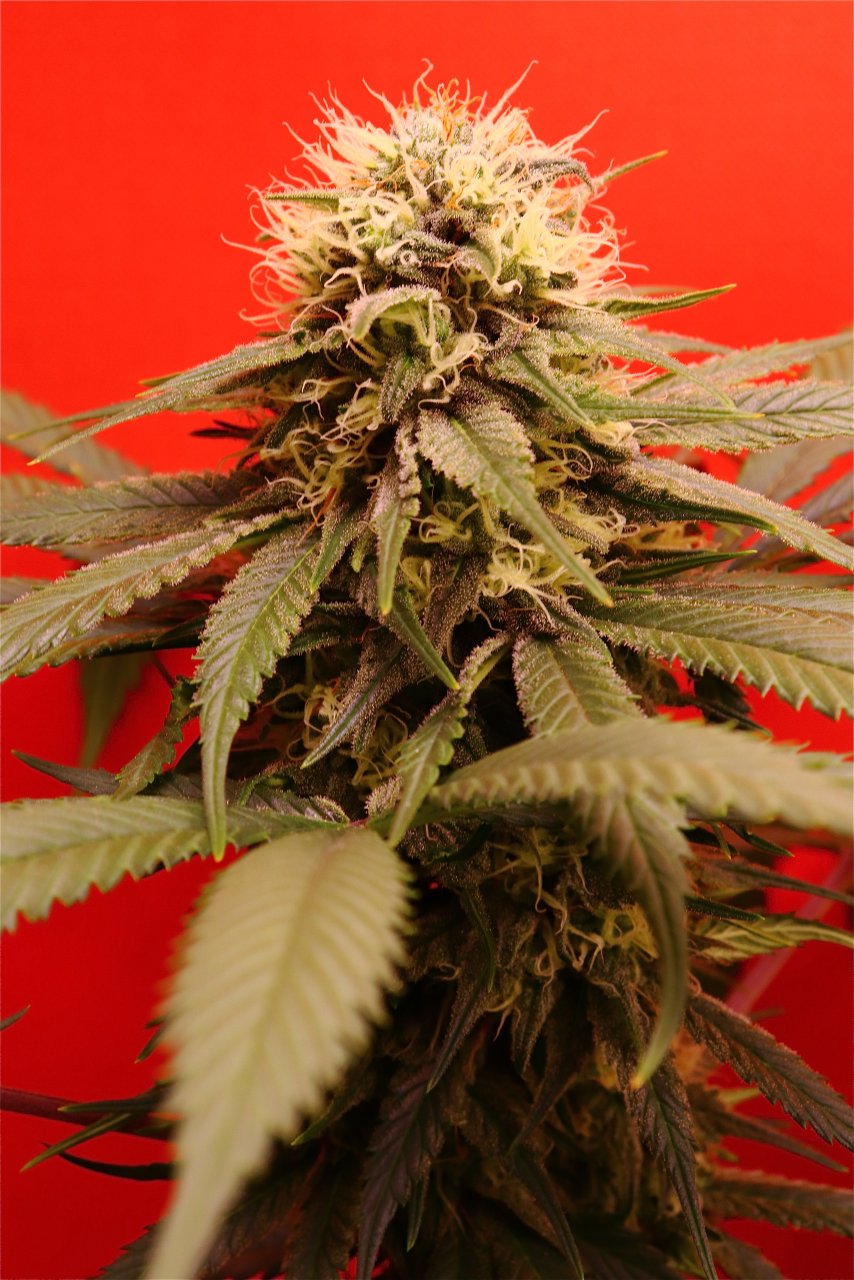 Afghan Hash Plant #2 by Canuk Seeds-Day 41 of Flowering-6/1/24