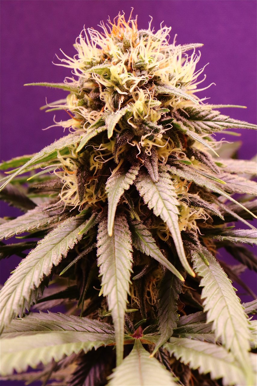 Afghan Hash Plant #2 by Canuk Seeds-Day 41 of Flowering-6/1/24